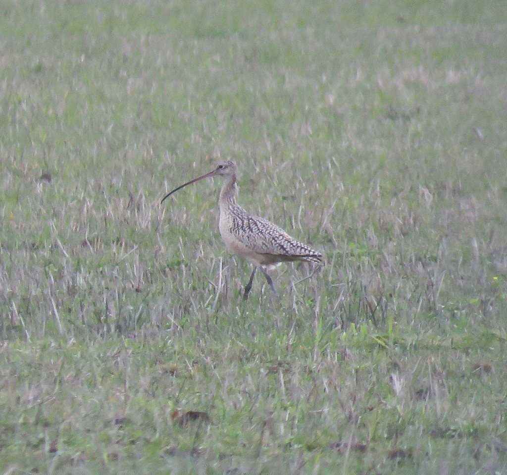 Long-billed Curlew - ML141548131