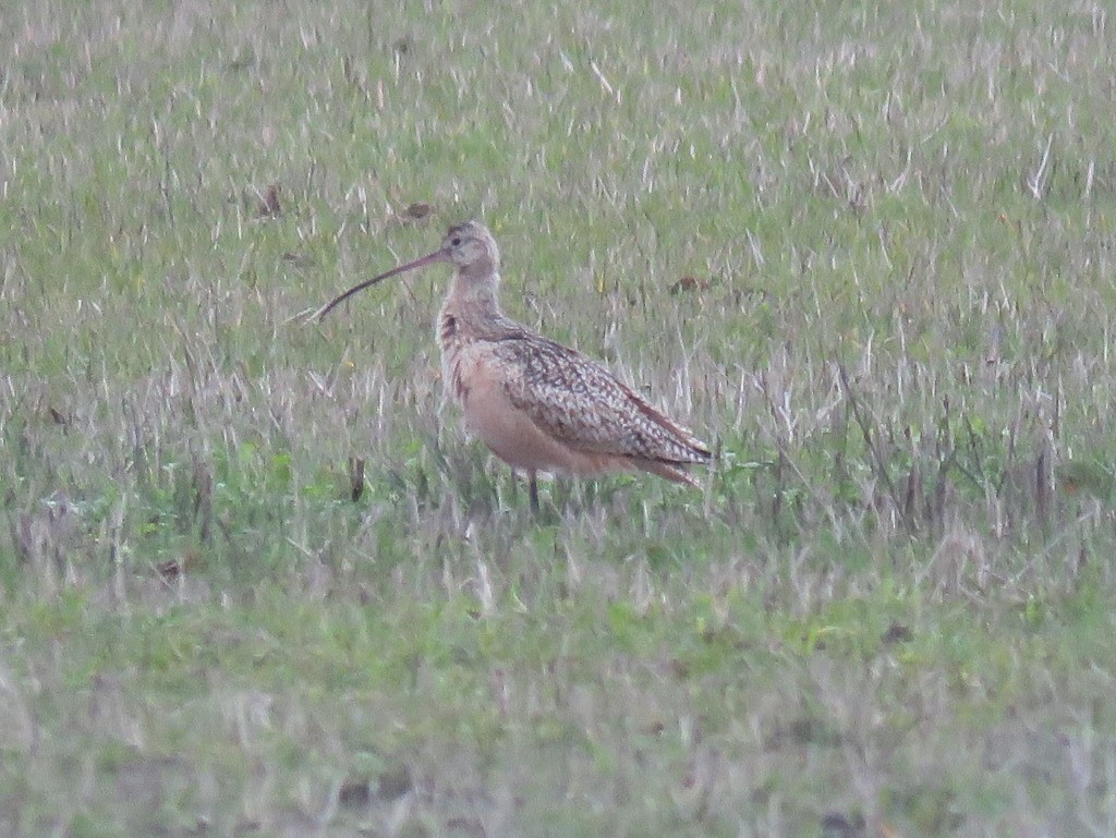 Long-billed Curlew - ML141548171