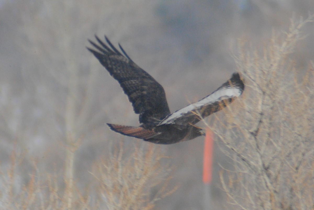 Red-tailed Hawk (calurus/alascensis) - ML141548871