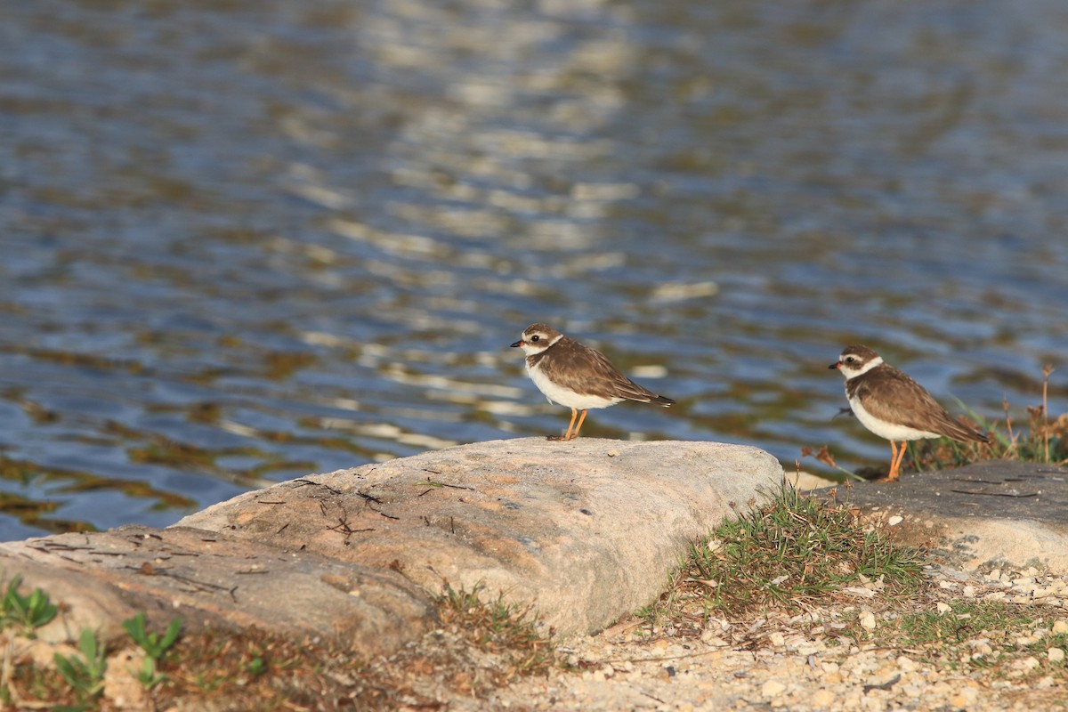 Semipalmated Plover - ML141549681