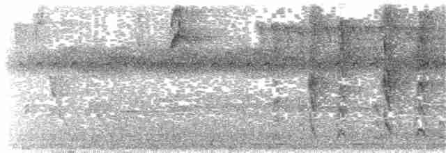 Çizgili Büyük Tiran - ML141552161