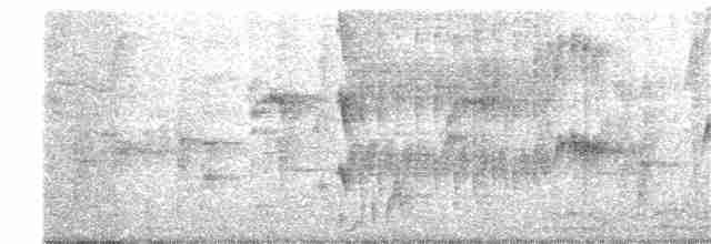 Колібрі-шаблекрил юкатанський (підвид curvipennis) - ML141552581