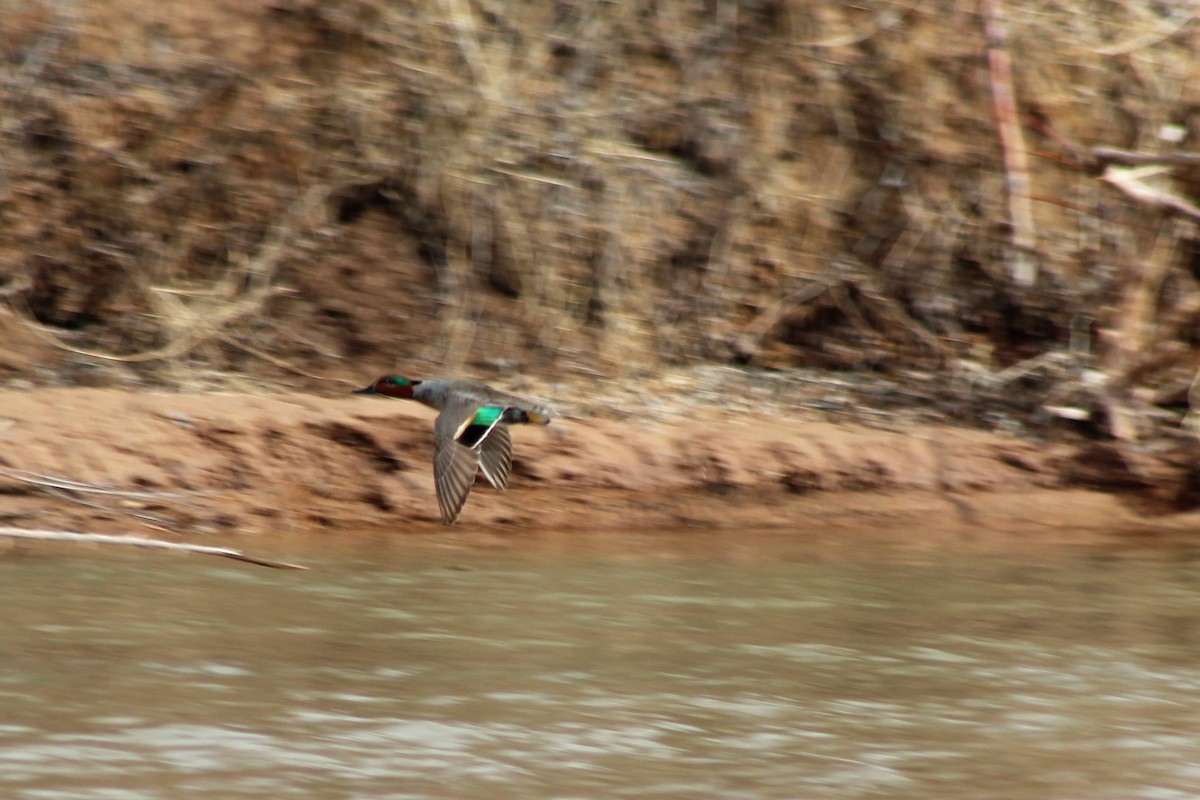Green-winged Teal - ML141554541