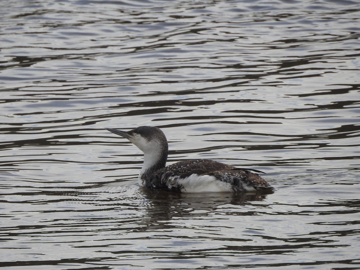 Red-throated Loon - ML141555261