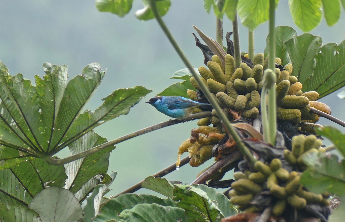 Golden-naped Tanager - ML141555781