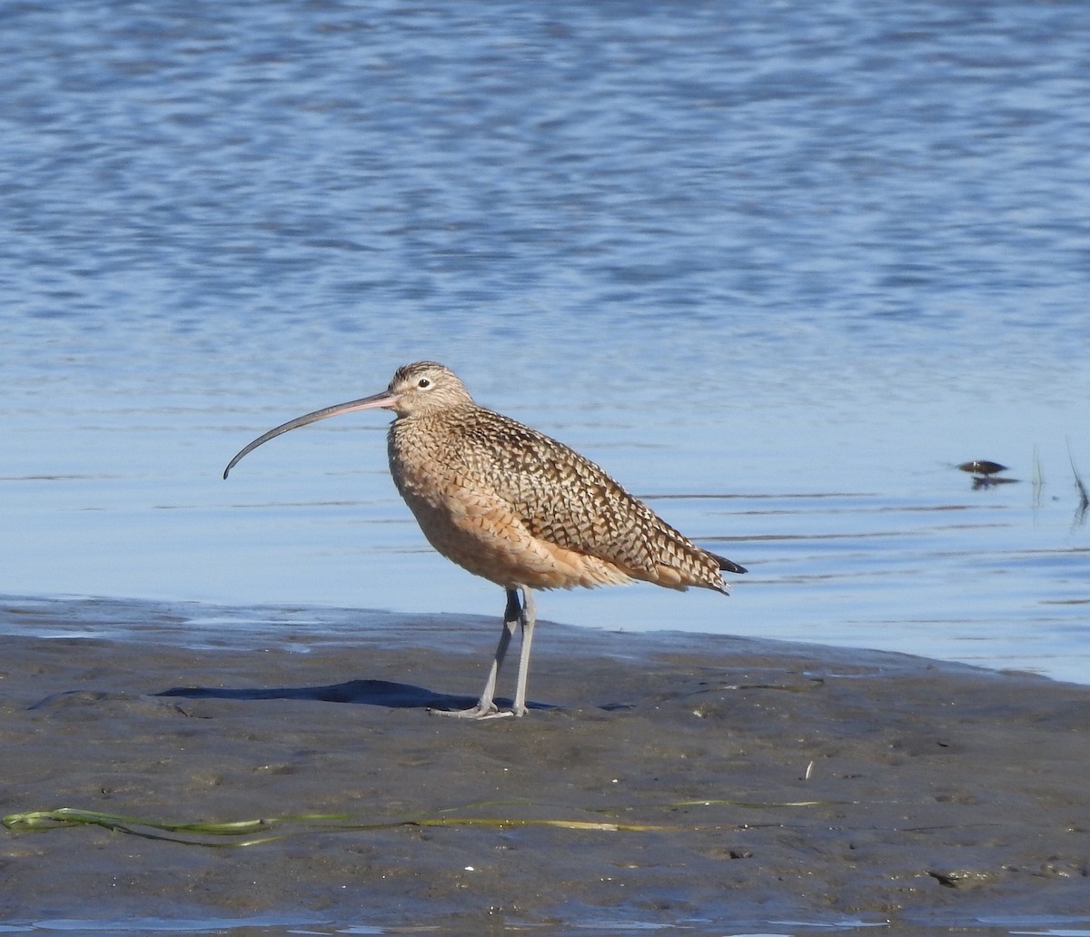 Long-billed Curlew - Deaver Armstrong