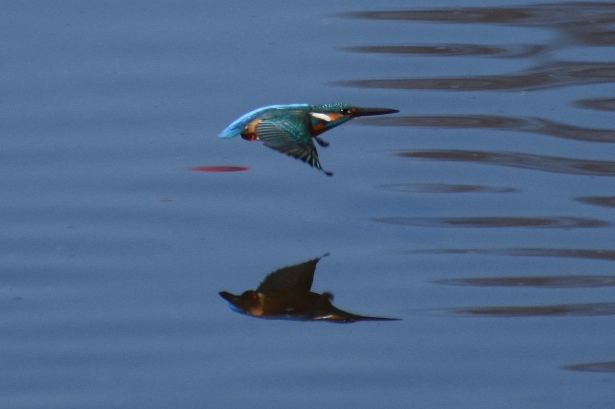 Common Kingfisher - John Marriott