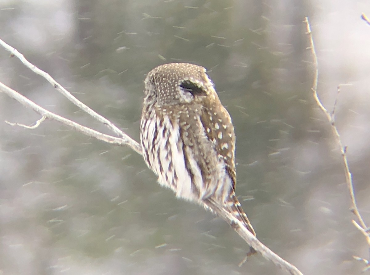 Northern Pygmy-Owl - Andrew Guttenberg