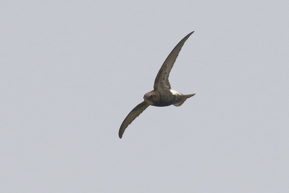 House Swift - ML141556561