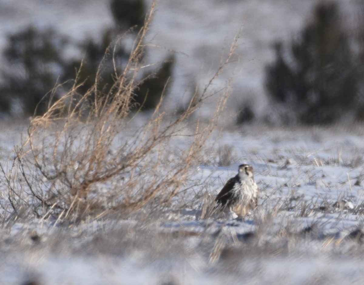 Prairie Falcon - Edward Pullen