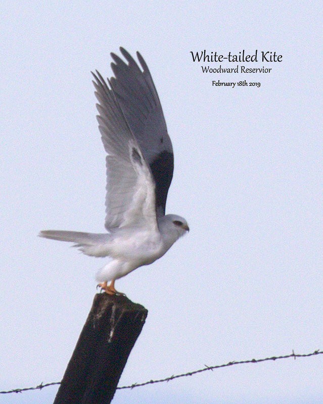 White-tailed Kite - Richard Brown