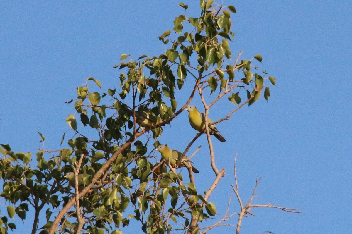 Yellow-footed Green-Pigeon - Leith Woodall