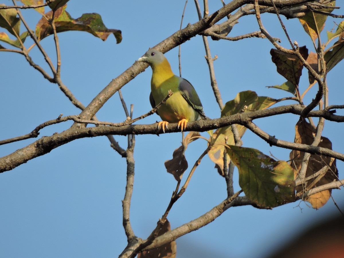 Yellow-footed Green-Pigeon - Shilpa Gadgil