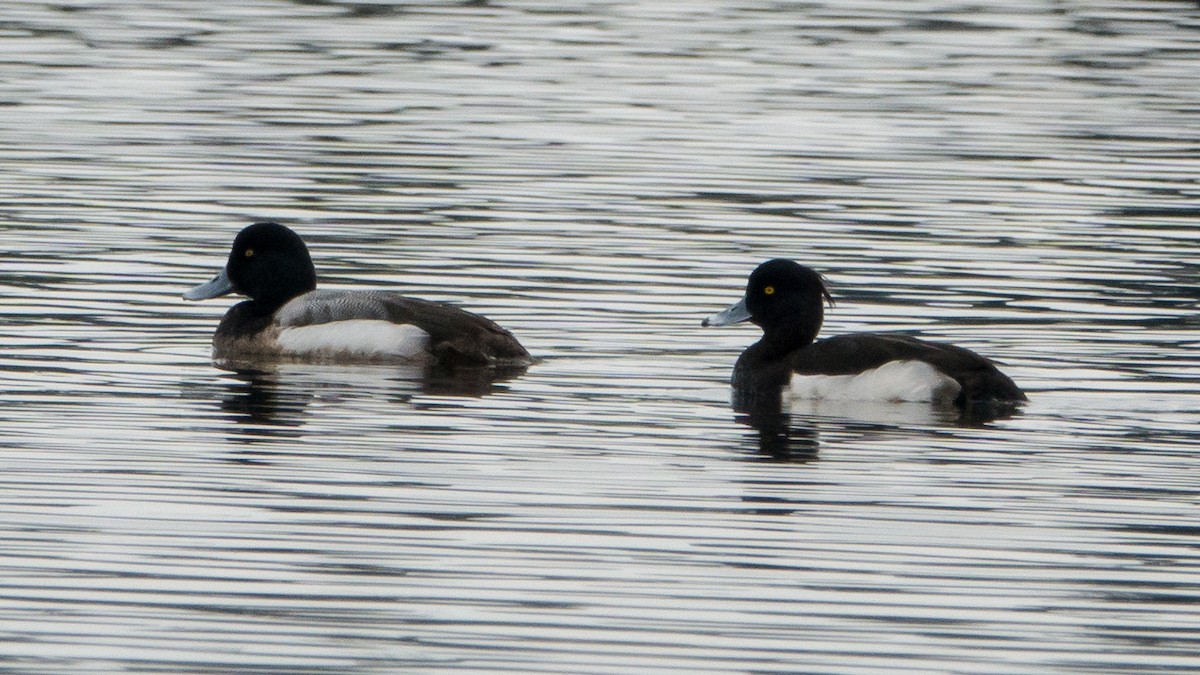 Tufted Duck - ML141560921