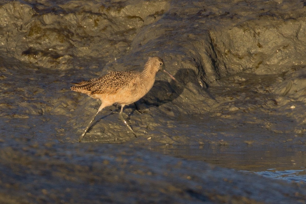 Marbled Godwit - Lindy Fung