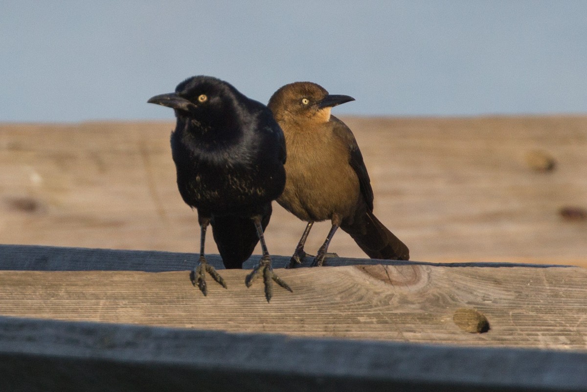 Great-tailed Grackle - ML141560981