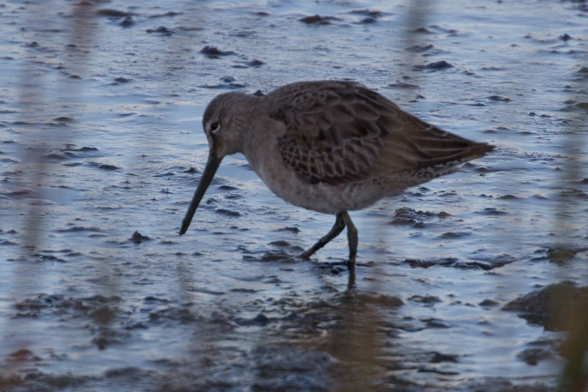 Short-billed/Long-billed Dowitcher - Lindy Fung