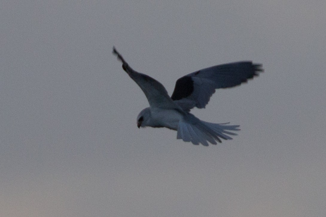 White-tailed Kite - Lindy Fung