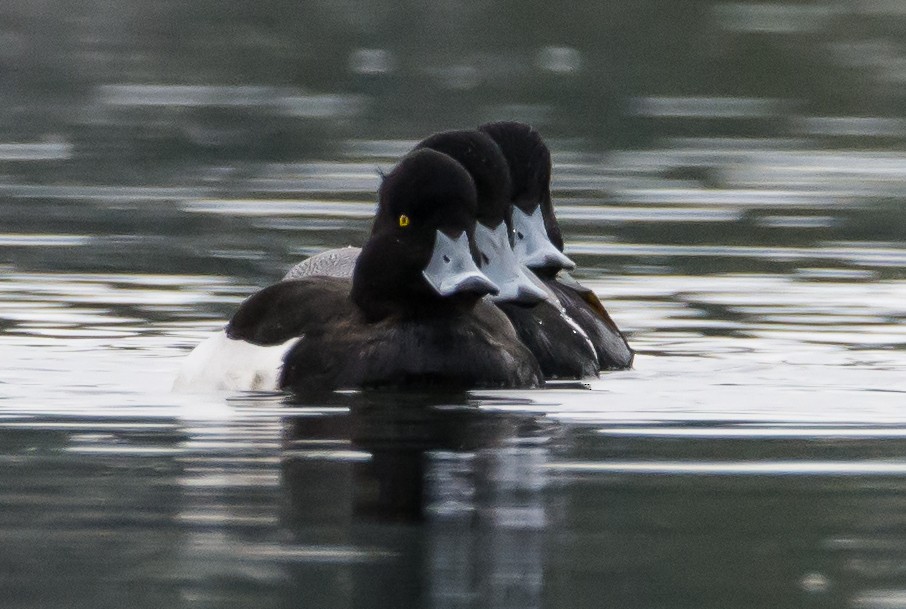 Tufted Duck - ML141561391