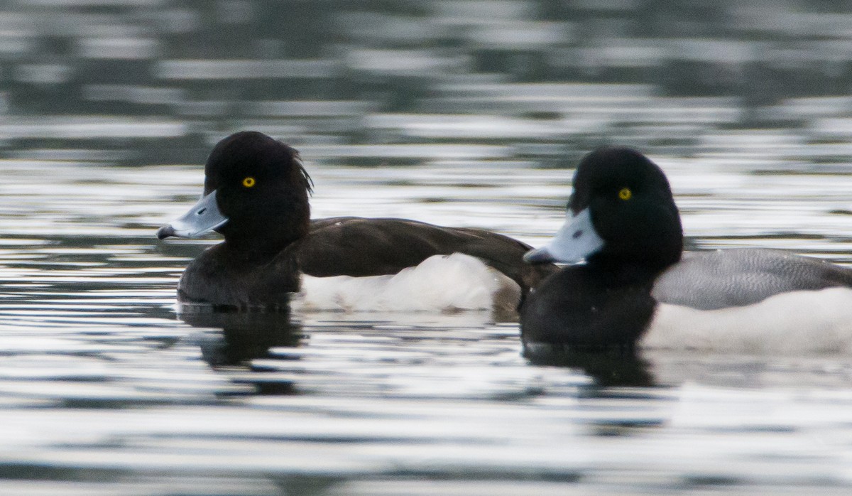 Tufted Duck - ML141561411
