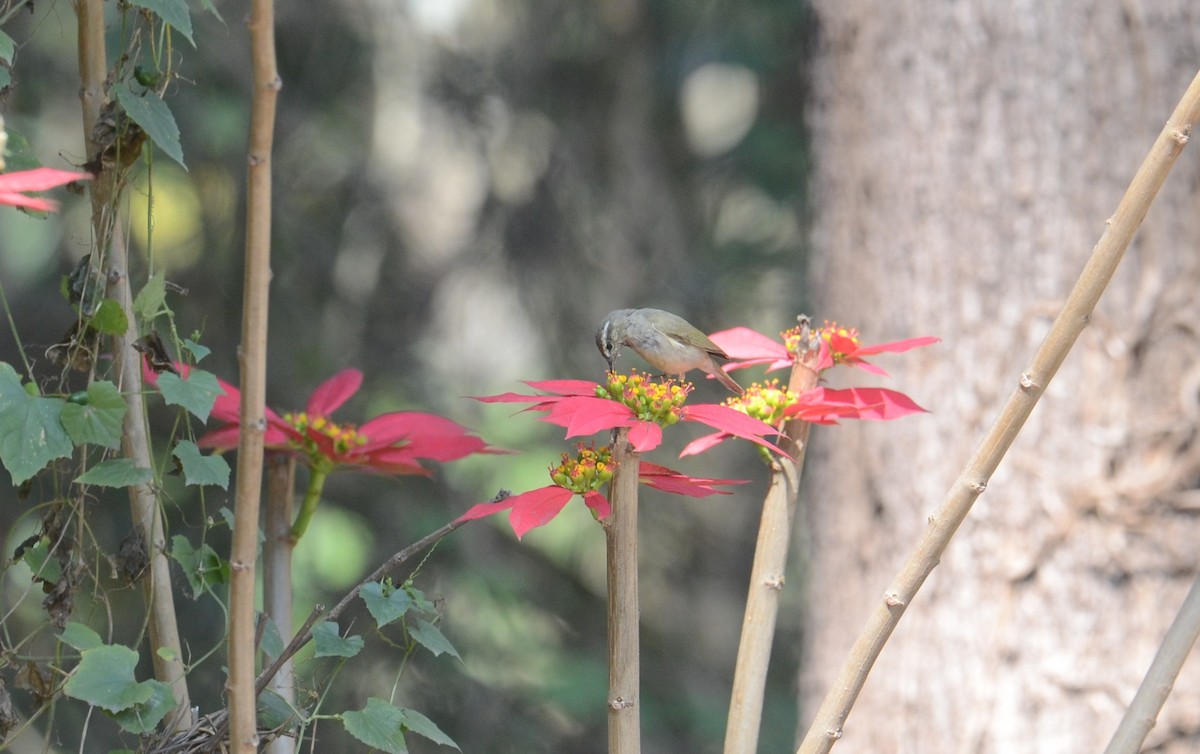 Tytler's Leaf Warbler - Isheta Divya