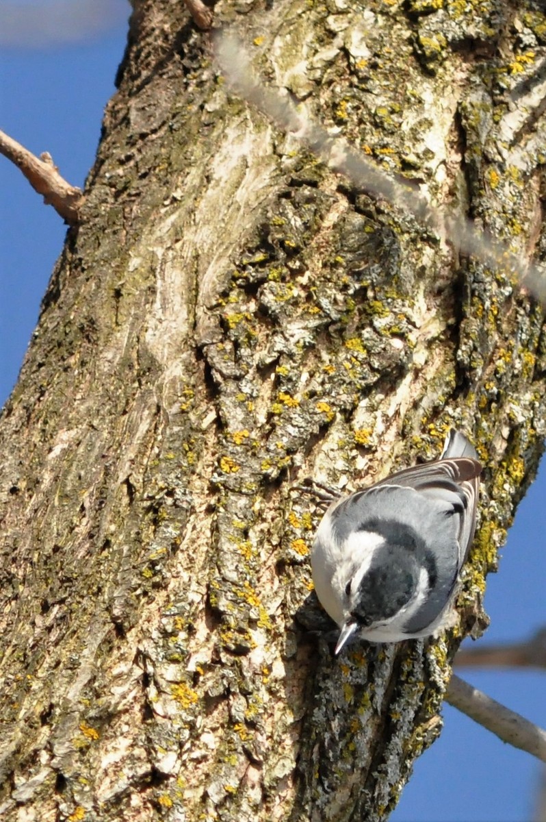 White-breasted Nuthatch - Steve Kinsley