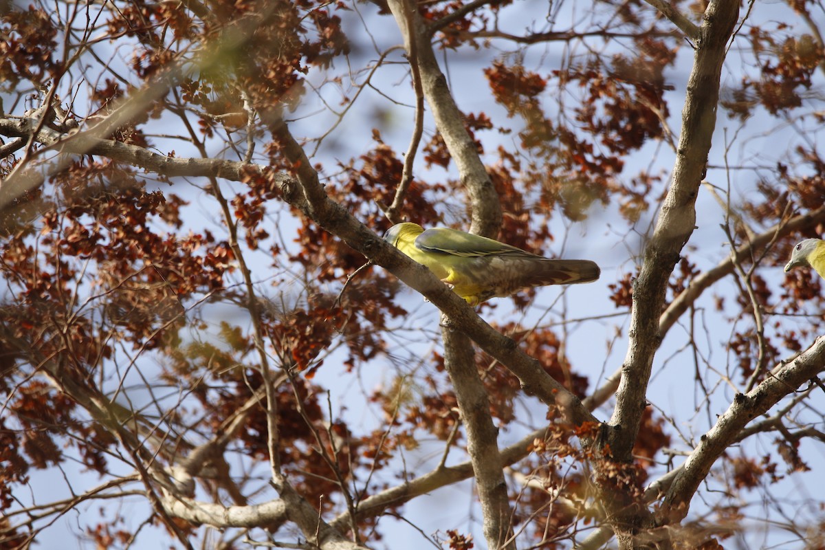 Yellow-footed Green-Pigeon - Novelkumar M S