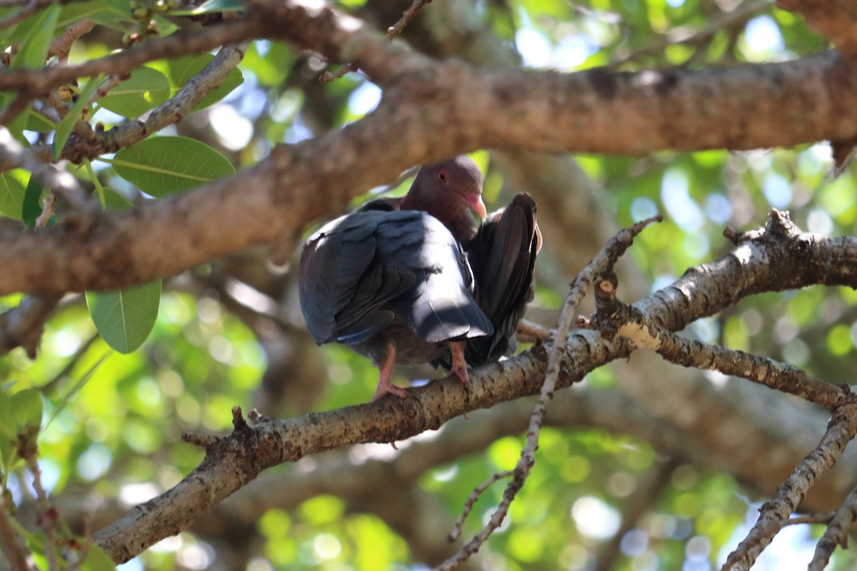 Red-billed Pigeon - Alta Tanner