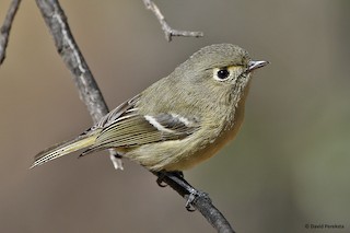 Hutton's Vireo