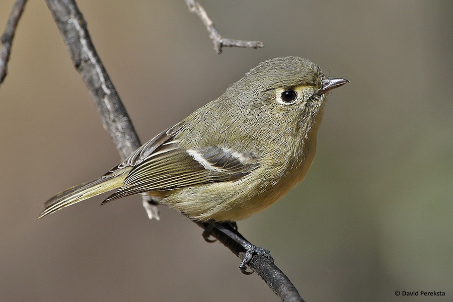 Hutton's Vireo