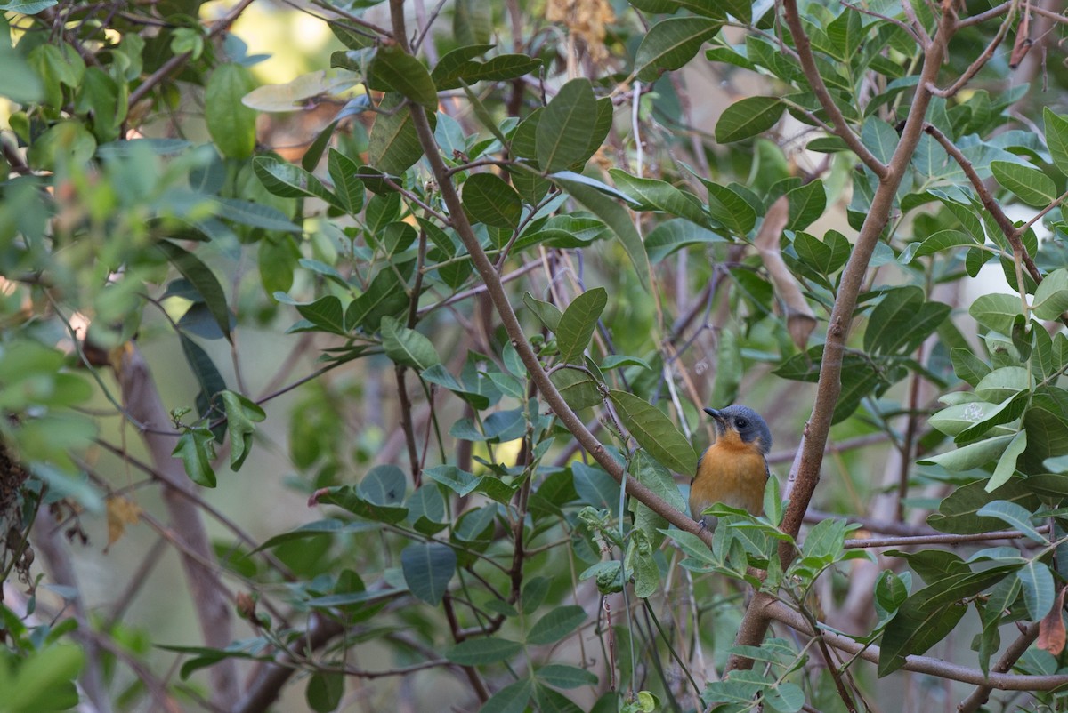 Spectacled Monarch - ML141565191