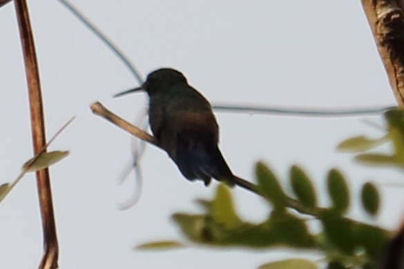 ub. kolibri (Trochilidae sp.) - ML141565301