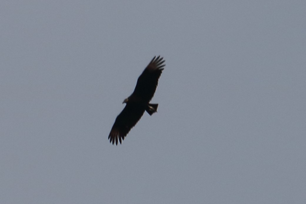Black Vulture - ML141565691