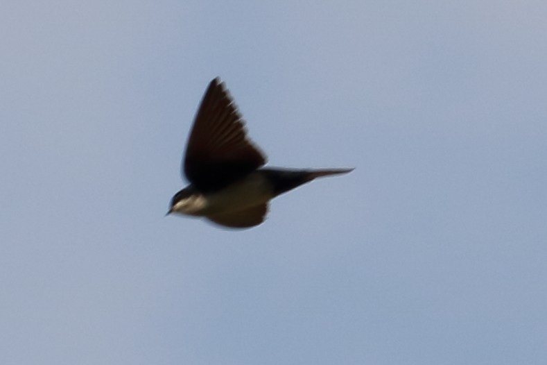 Blue-and-white Swallow - ML141565831