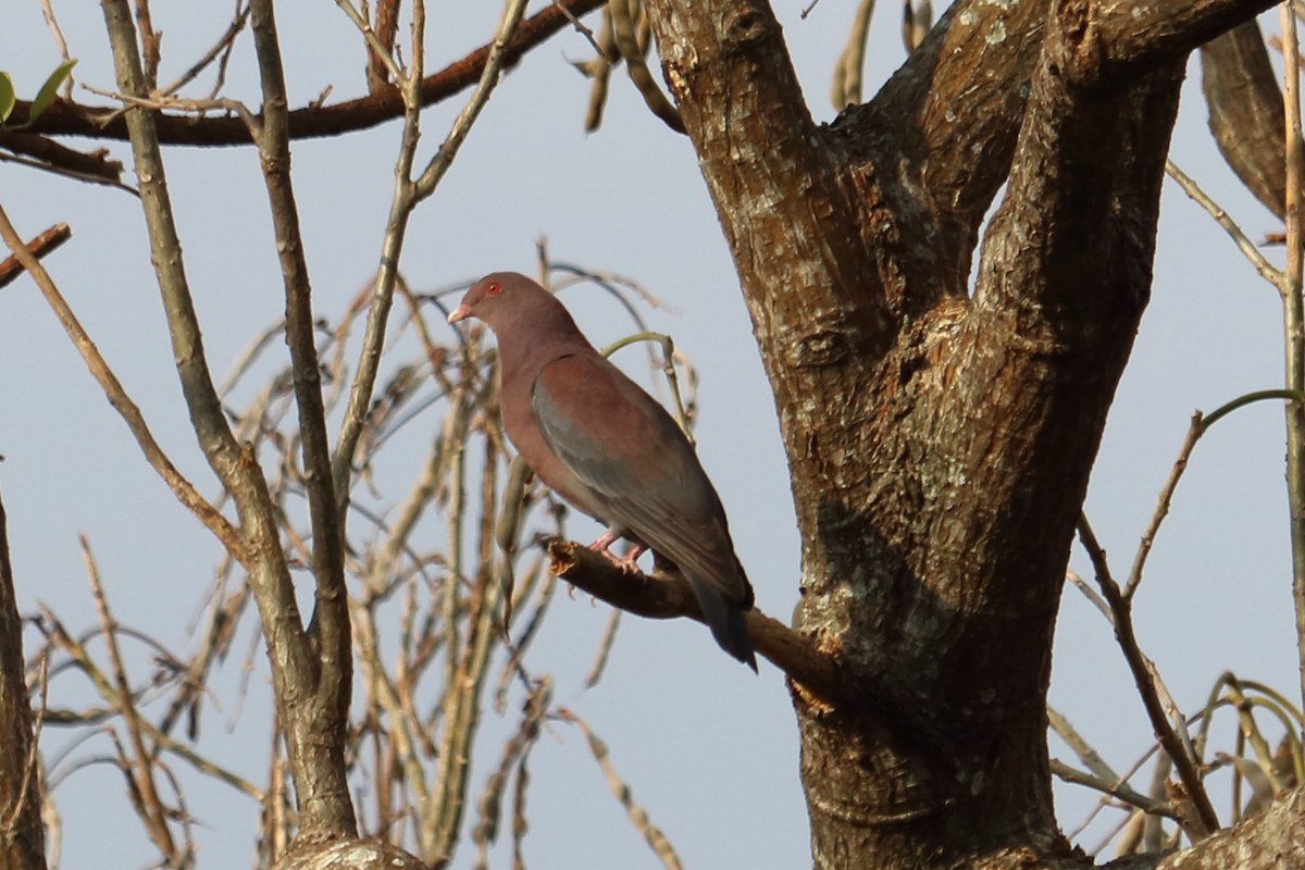 Red-billed Pigeon - Alta Tanner