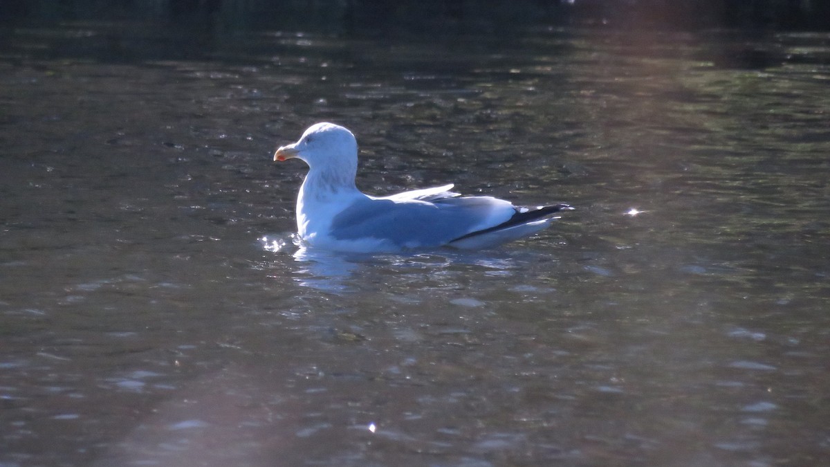 Herring Gull (American) - Nick Komar