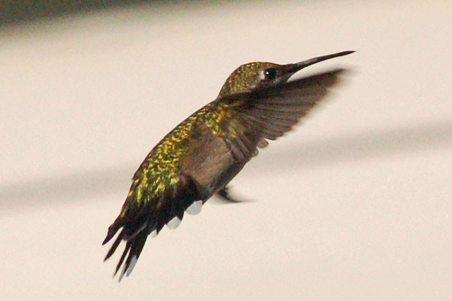 Ruby-throated Hummingbird - William Keim