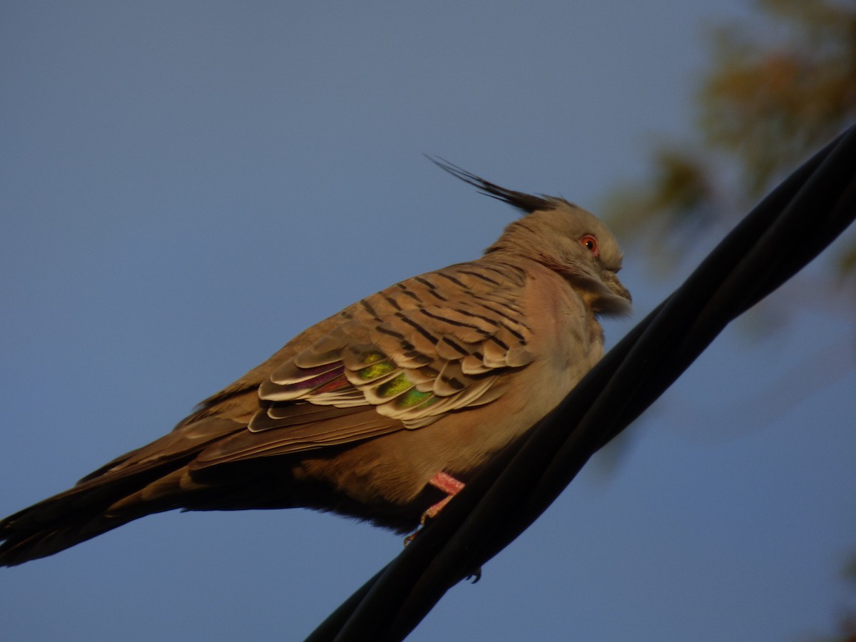 Crested Pigeon - ML141567181