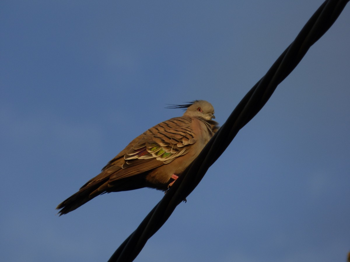 Crested Pigeon - ML141567211