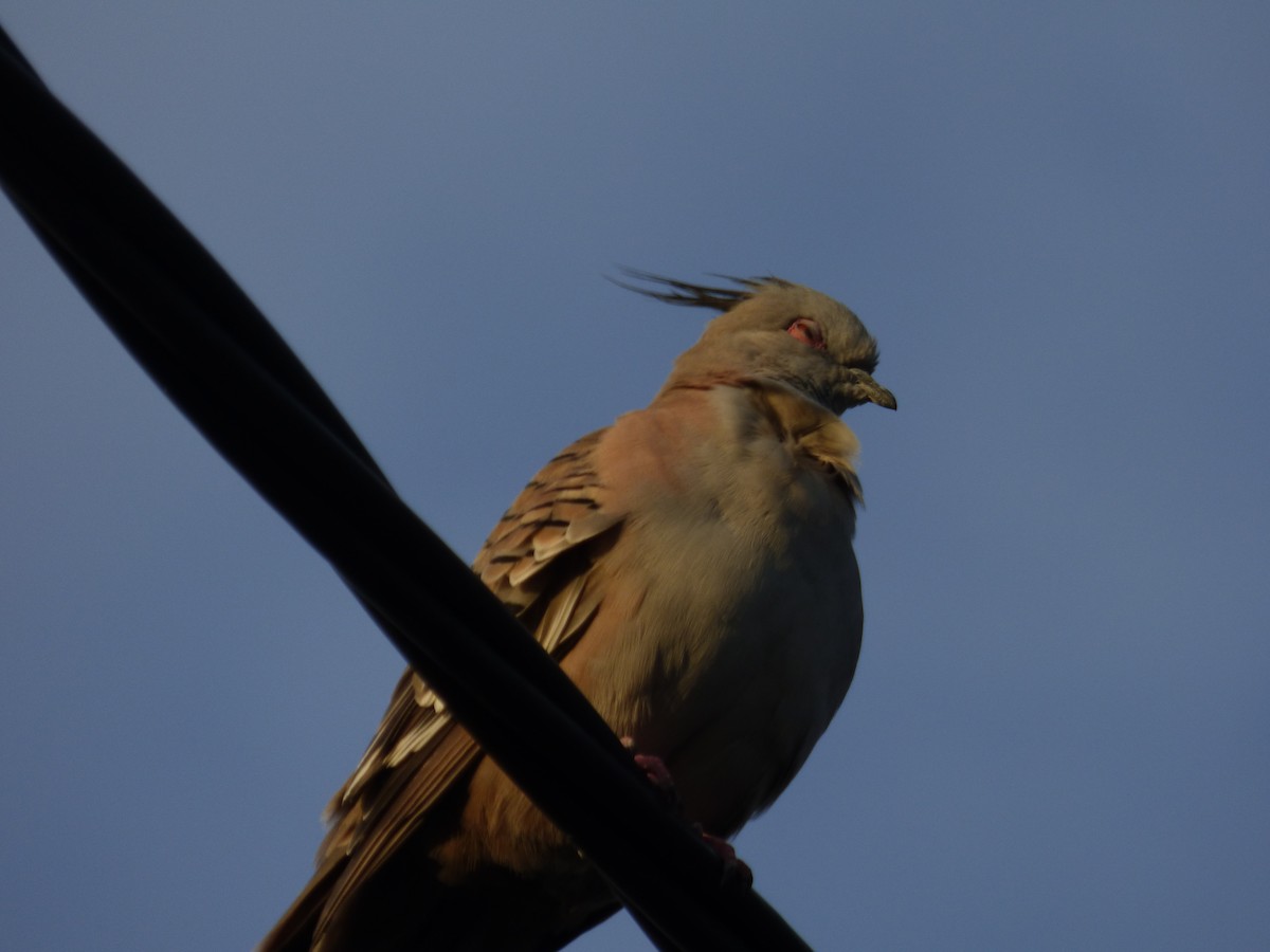 Crested Pigeon - ML141567221