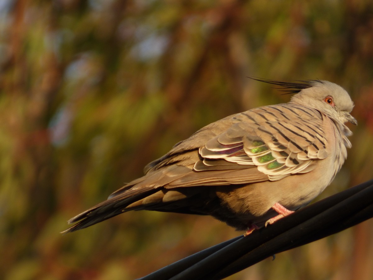 Crested Pigeon - ML141567231