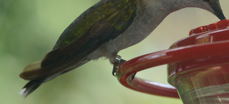 Ruby-throated Hummingbird - Tina Greenberg