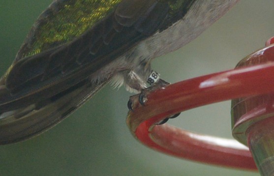 Ruby-throated Hummingbird - Tina Greenberg