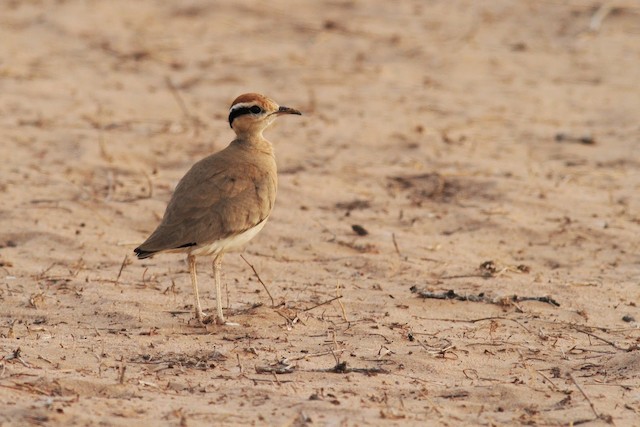 Dorsal view (subspecies <em class="SciName notranslate">temminckii</em>). - Temminck's Courser - 