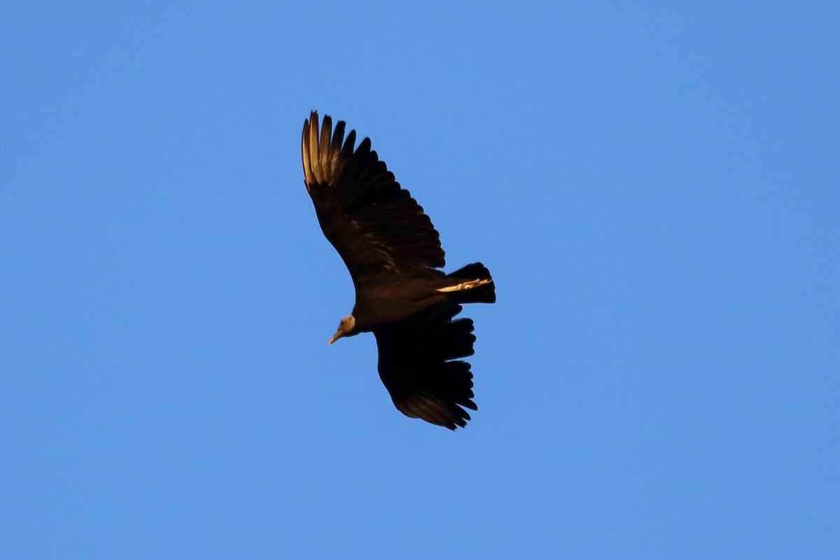 Black Vulture - Alta Tanner