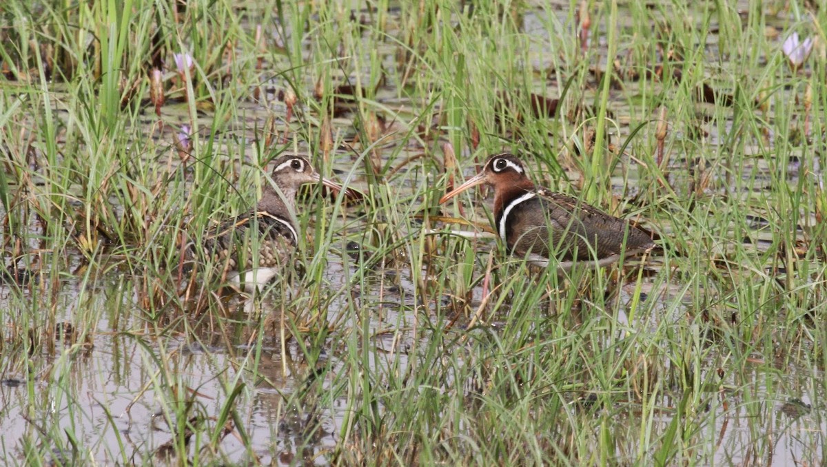Greater Painted-Snipe - ML141568351