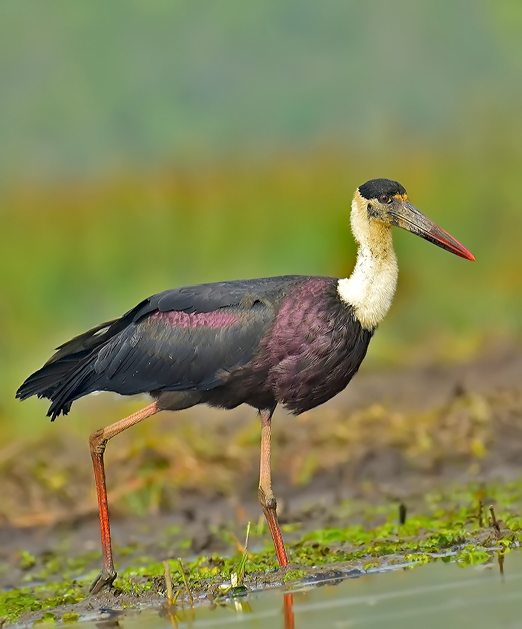 Asian Woolly-necked Stork - Mohan C P