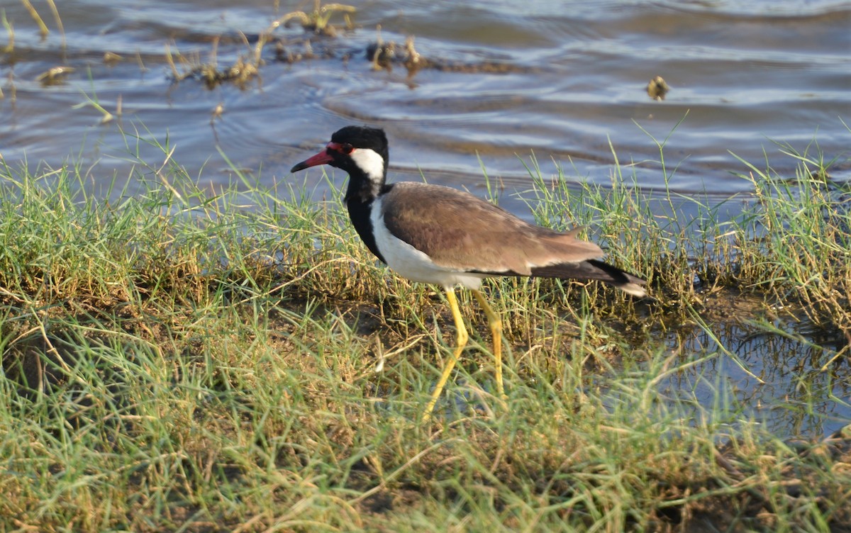 Red-wattled Lapwing - Dirk Tomsa