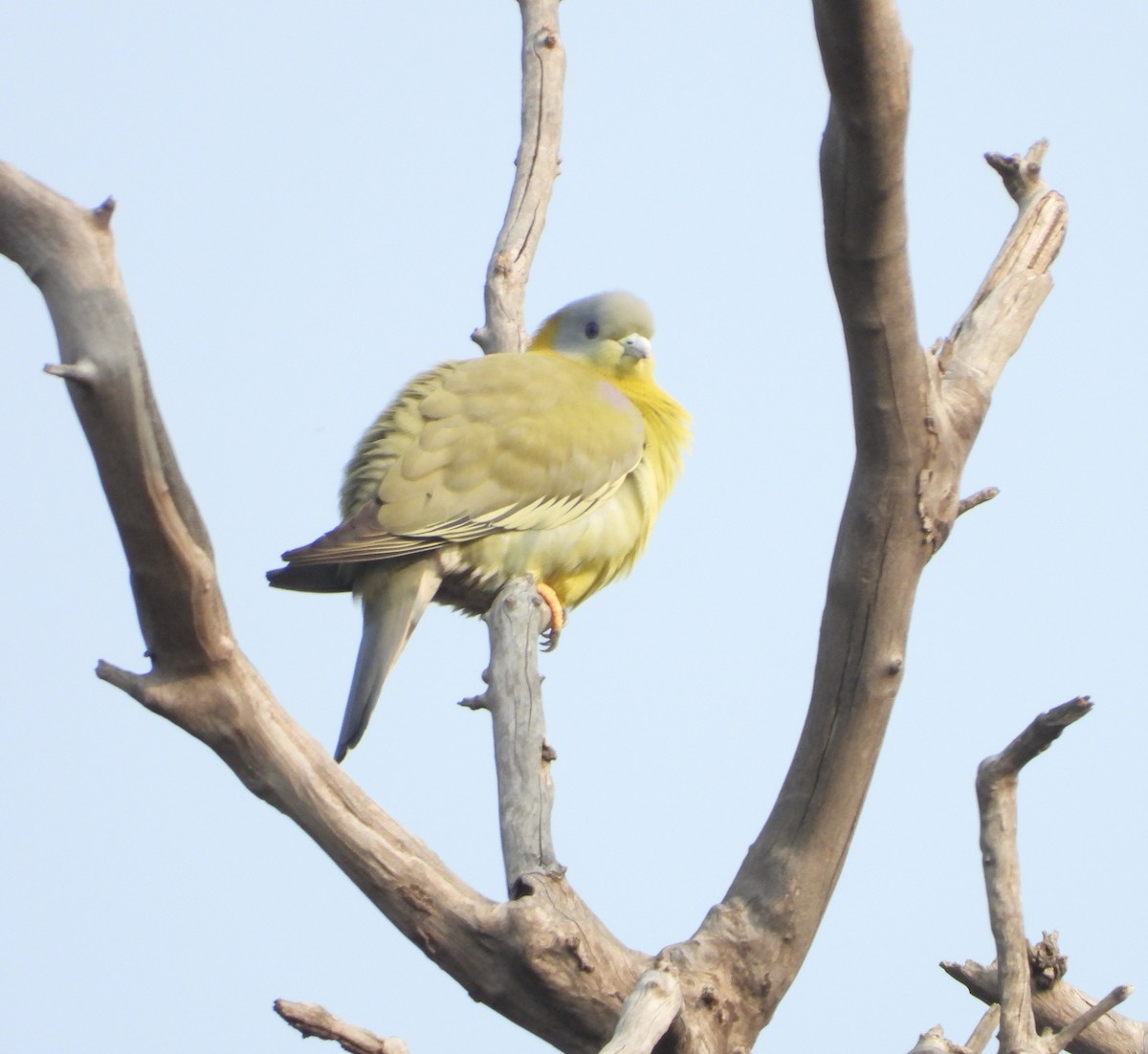 Yellow-footed Green-Pigeon - Sunil Thirkannad