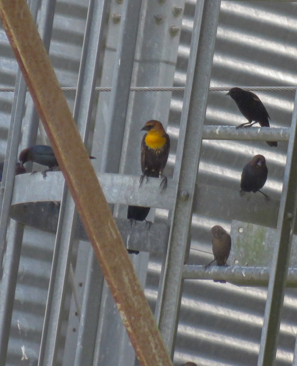 Yellow-headed Blackbird - ML141571621